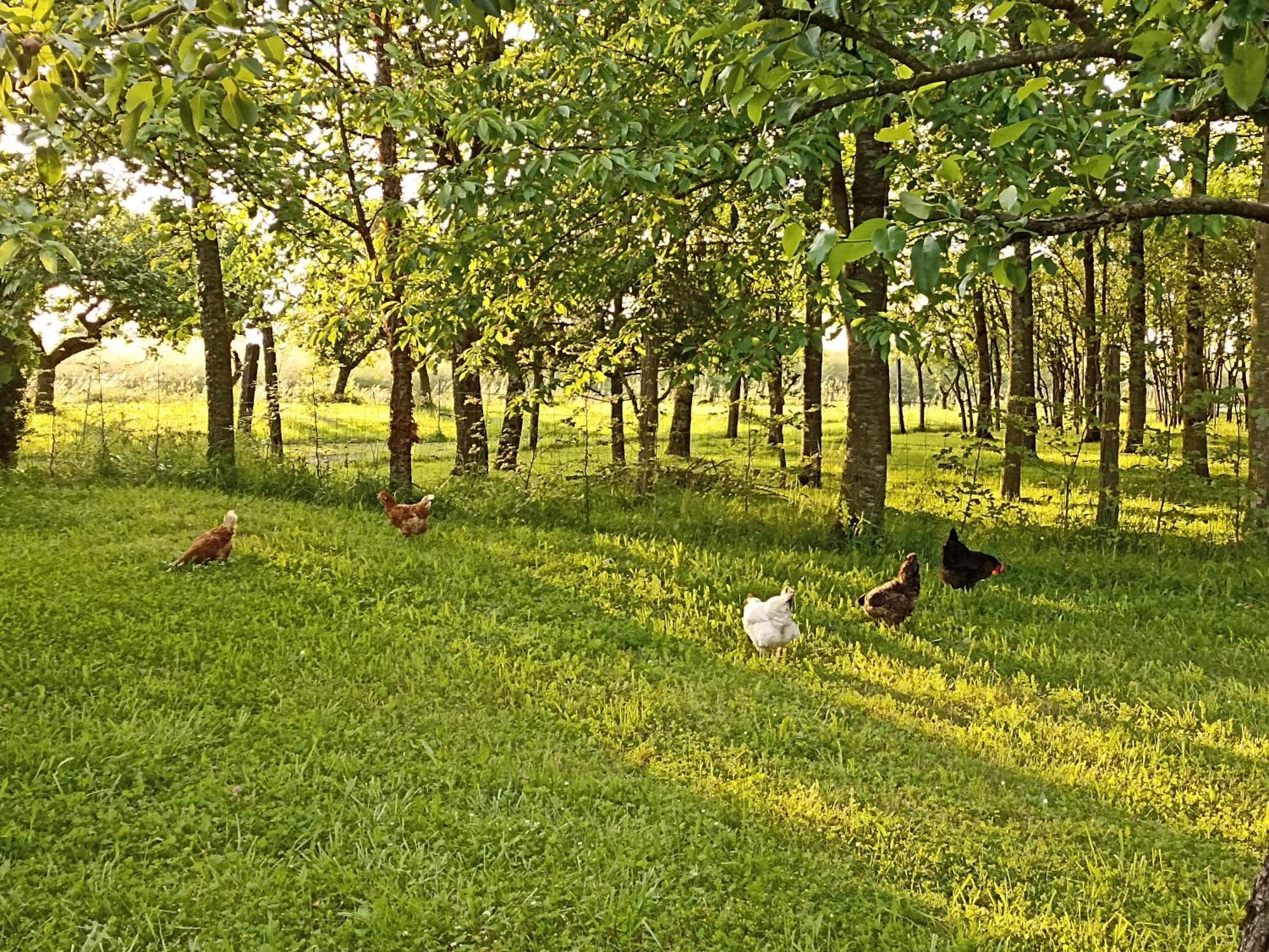 Gite Nature Et Detente Aubréville Εξωτερικό φωτογραφία